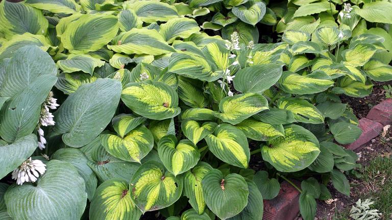 To Hosta εμποδίζει τα ζιζάνια να αναπτυχθούν στον κήπο 