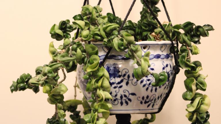 Το φυτό που αντικαθιστά τον πόθο