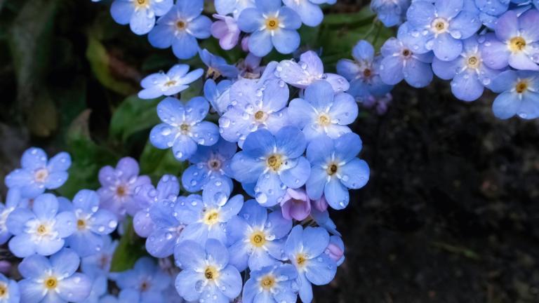 Φυτό για άνοιξη 