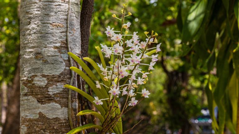 Η ορχιδέα που μπορεί να φτάσει το ένα μέτρο