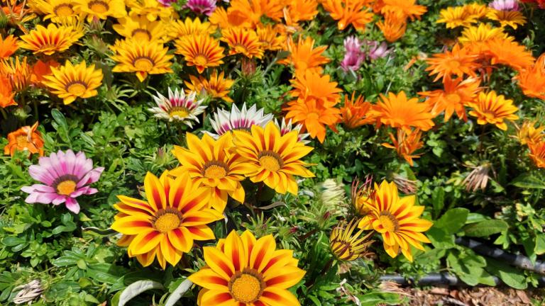 Κήπος με πολύχρωμα λουλούδια