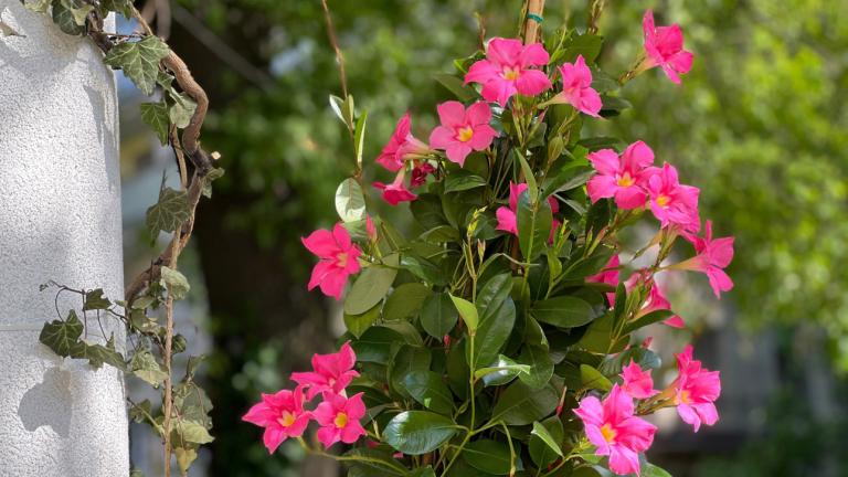 Φυτό αναρριχόμενο