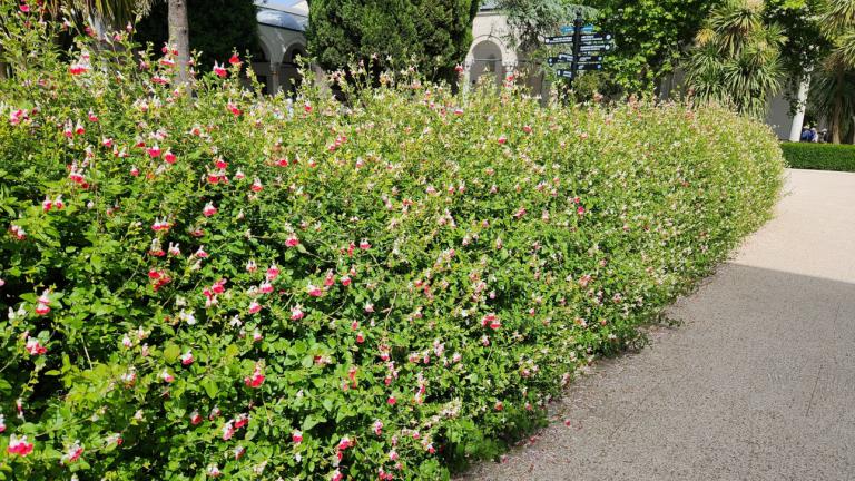 Θάμνος - φυτό  που δεν χρειάζεται φροντίδα