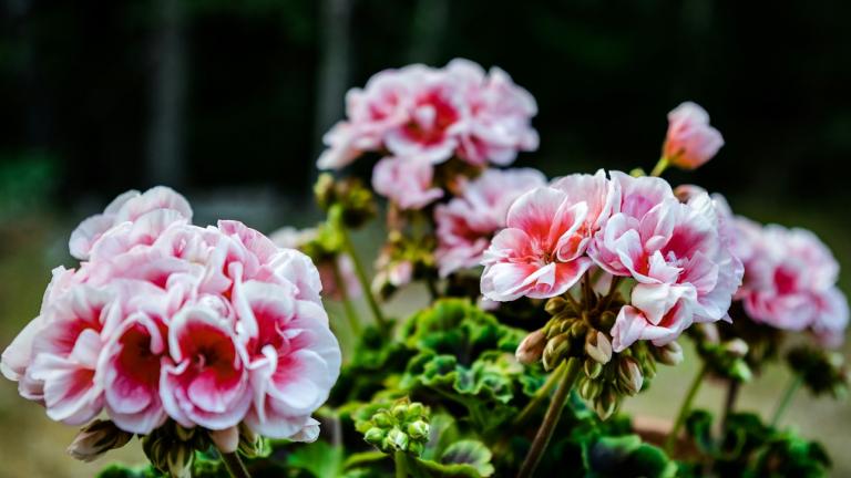 Γεράνια στην άνοιξη/Φωτογραφία Unsplash 