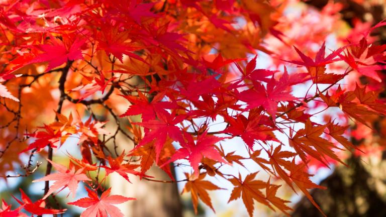 O ιαπωνικός σφένδαμος είναι ιδιαίτερο καλλωπιστικό φυτό