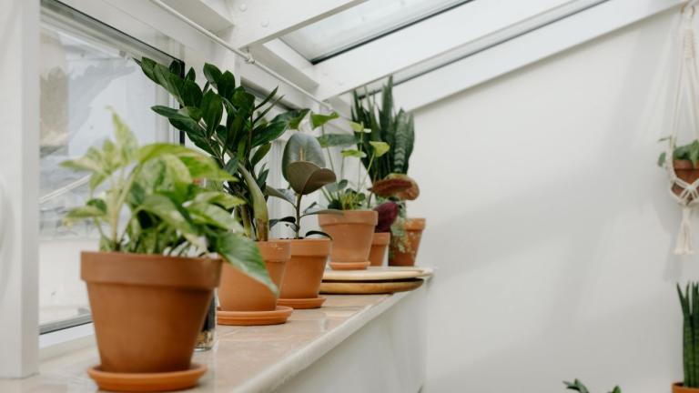 To μυστικό για υγιή φυτά βρίσκεται στην κουζίνα μας 