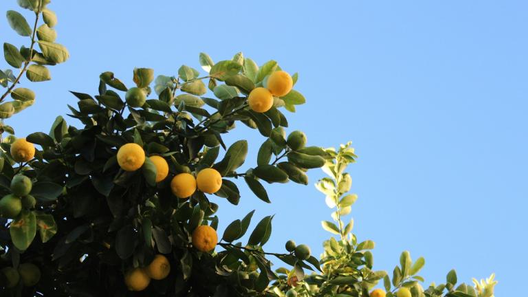 Σπιτικό κόλπο με αυγό - Φωτογραφία Unsplash