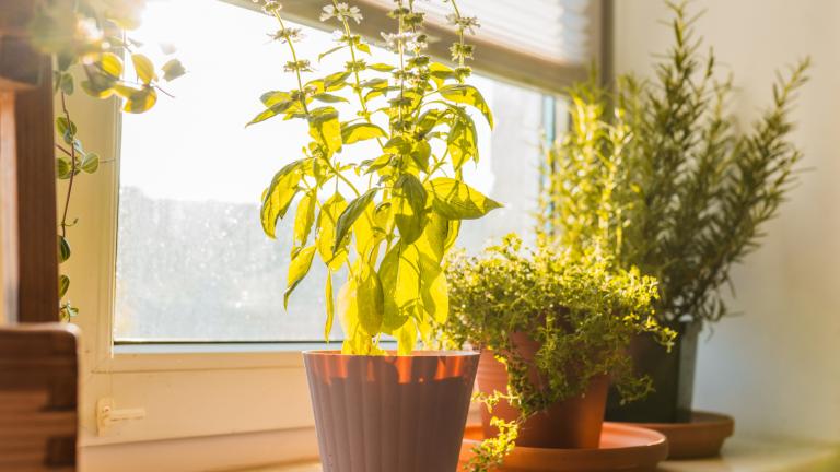 Μην τα βάλετε δίπλα στον βασιλικό: Τα 8 φυτά που τον «καταστρέφουν»