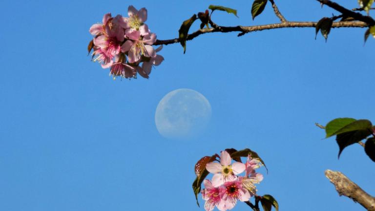 Πανσέληνος μέσα από ένα λουλούδι