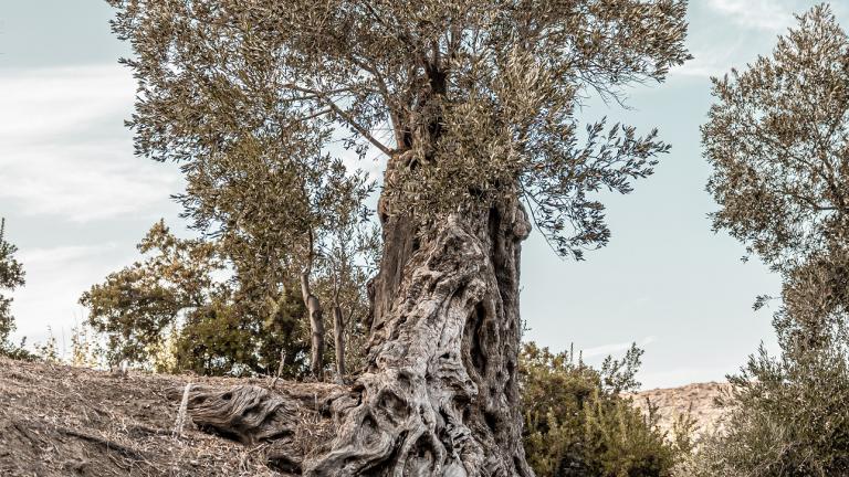 Χριστίνα Τριποδιανάκη