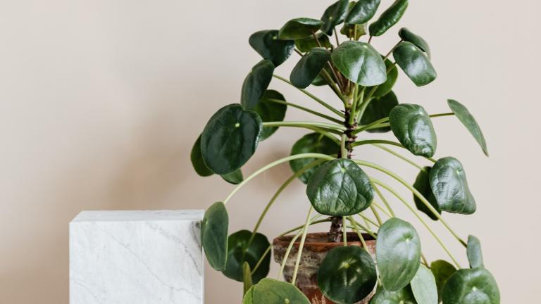  Pilea peperomioides/Φωτογραφία Pexels 