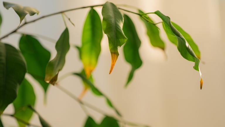 Καφέ Φύλλα Φωτογραφία: Shutterstock