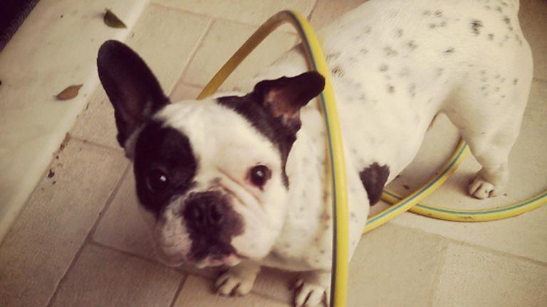 Τελικά κάνει καλό να βάζουμε ξύδι στο σκύλο; | 0 bovary.gr