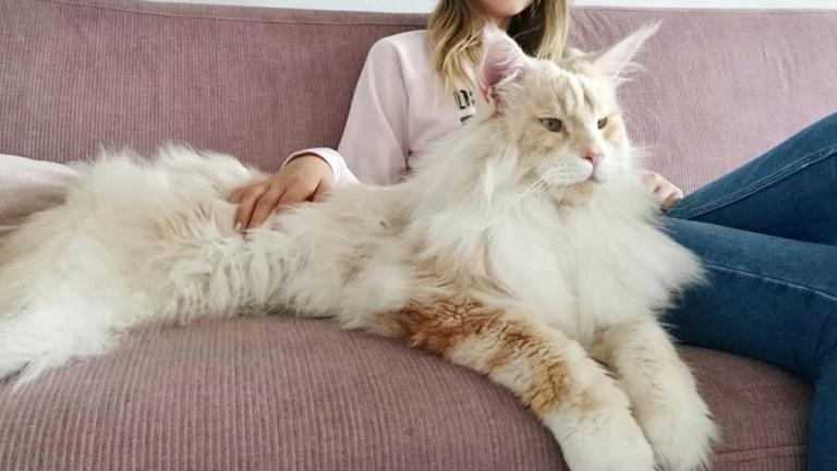 H γάτα ράτσας Μέιν Κουν, Φωτογραφία: lotus_the_mainecoon/instagram