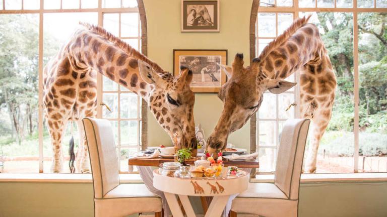 thesafaricollection.com