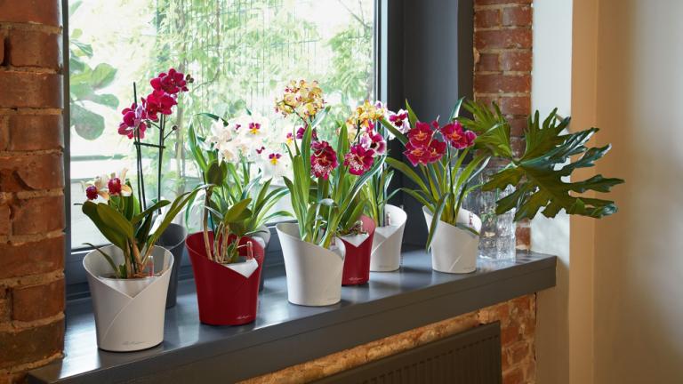 Το μοναδικό πράγμα που χρειάζεσαι για να διατηρήσεις μια ορχιδέα, είναι αυτή η ντιζαϊνάτη αυτοποτιζόμενη γλάστρα | 0 bovary.gr