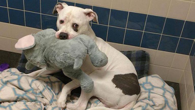 Σμόκι: Ο σκύλος που δεν πάει πουθενά χωρίς το ελεφαντάκι του | 0 bovary.gr