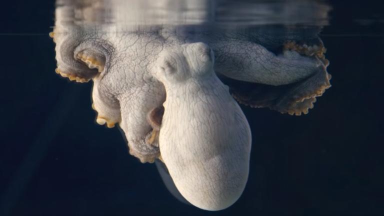 Nature on PBS/Youtube
