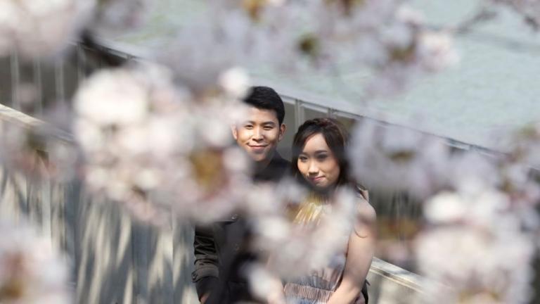 Cherry blossom: Ροζ άνθη παντού, όλη η Ιαπωνία ένας πίνακας ζωγραφικής | 0 bovary.gr