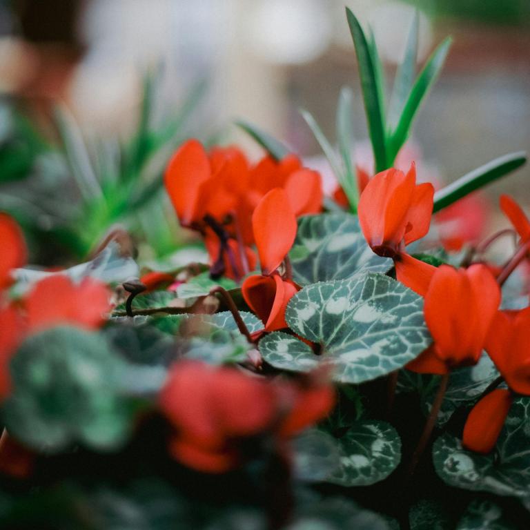 Χριστουγεννιάτικο κυκλάμινο: Το εναλλακτικό φυτό για τις γιορτές και πώς να το κάνετε να ανθίσει