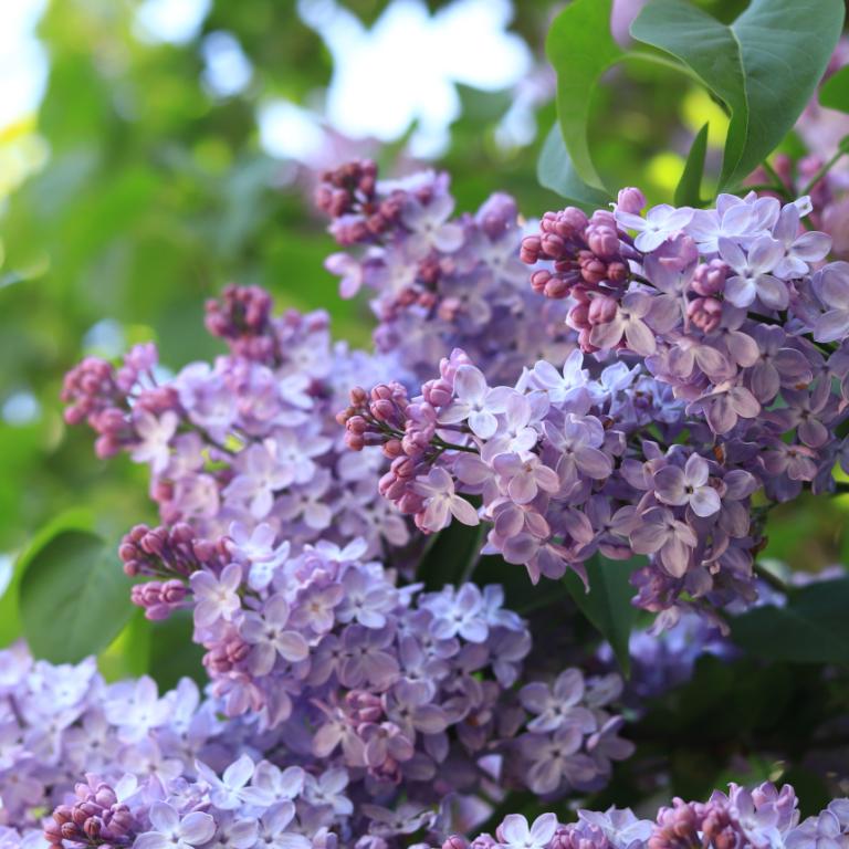 Πώς θα δίνει άφθονα άνθη η πασχαλιά σας 