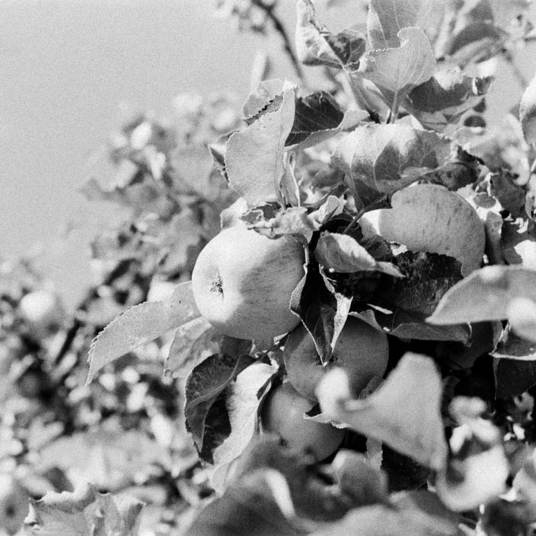 Κάπαρη, κρεμμύδια και μήλα: Φυσική ασπίδα κατά της γήρανσης των κυττάρων, σύμφωνα με γιατρό