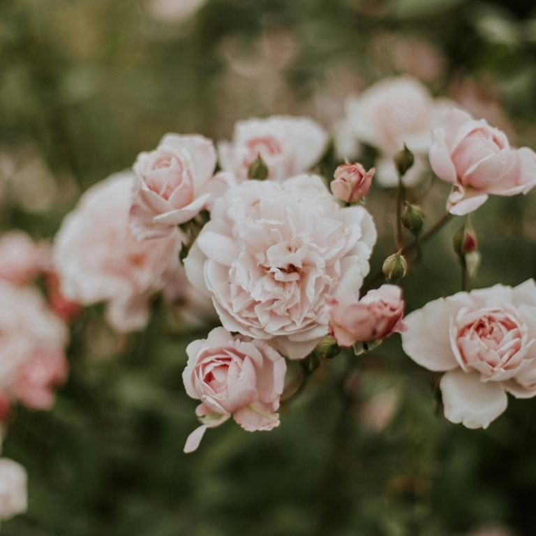 Τριαντάφυλλα/Φωτογραφία Unsplash 