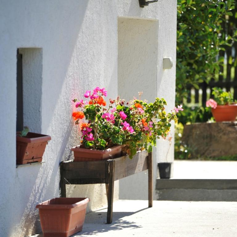 Γεράνια/Φωτογραφία Unsplash 