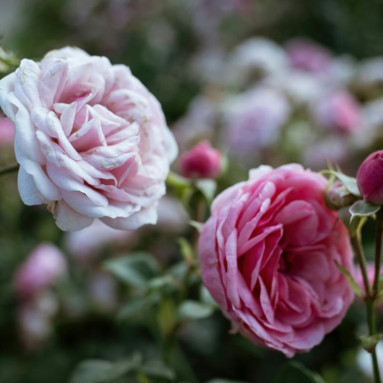 Τριανταφυλλιά/Φωτογραφία Unsplash 