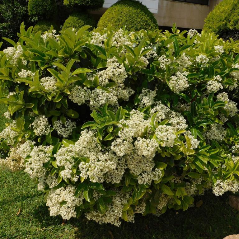 Ο αειθαλής θάμνος που προσθέτει όγκο και ομορφιά στον κήπο σας