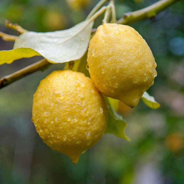 Λεμόνια/Φωτογραφία Unsplash 