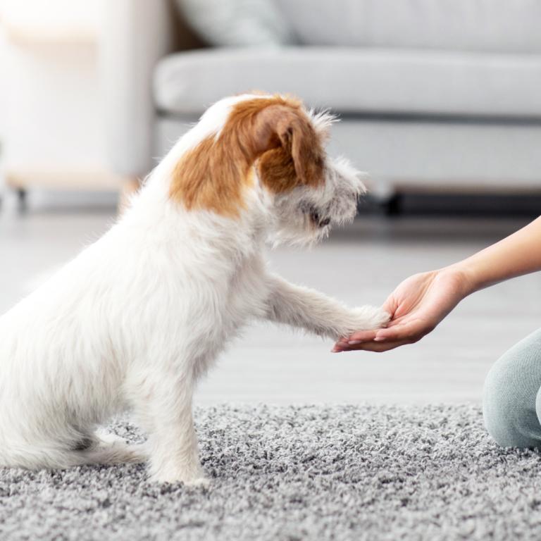 Γιατί δεν σας ακούει ο σκύλος σας; Φωτογραφία: Shutterstock