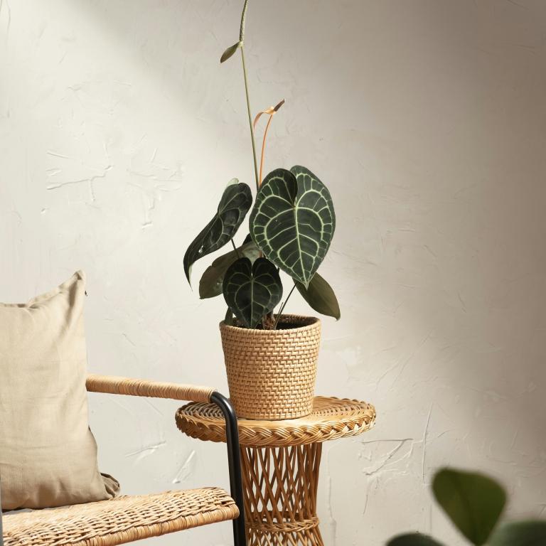 Anthurium Clarinervium/Φωτογραφία Unsplash 
