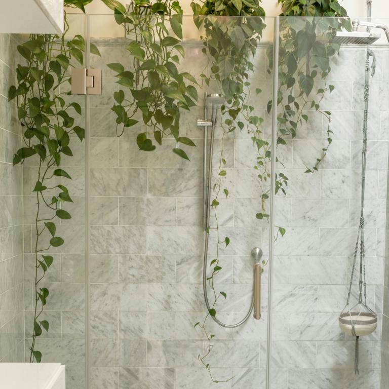 Το καλύτερο φυτό για το μπάνιο