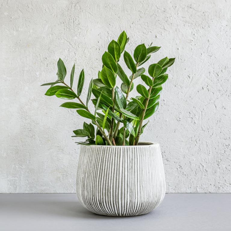 Τα φυτά που δεν τα πειράζει να μην έχουν πολύ φως