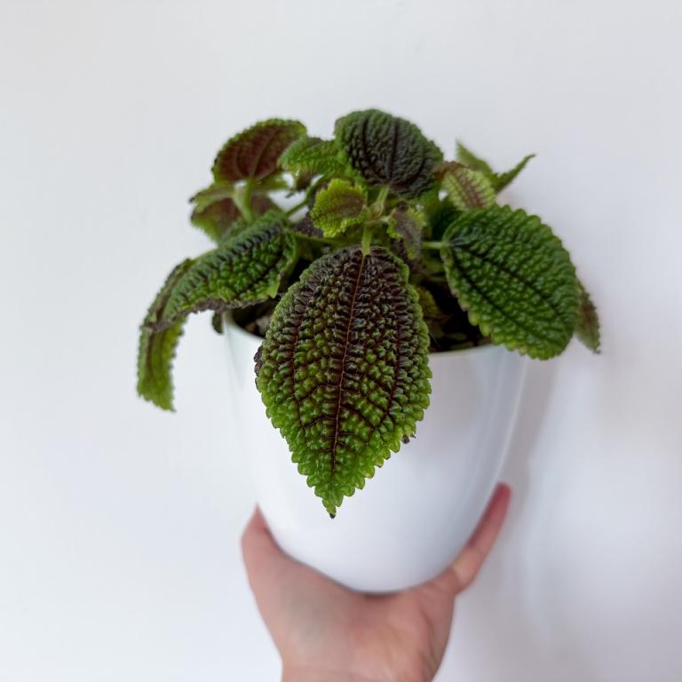 «Φυτό της φιλίας»/Φωτογραφία Shutterstock