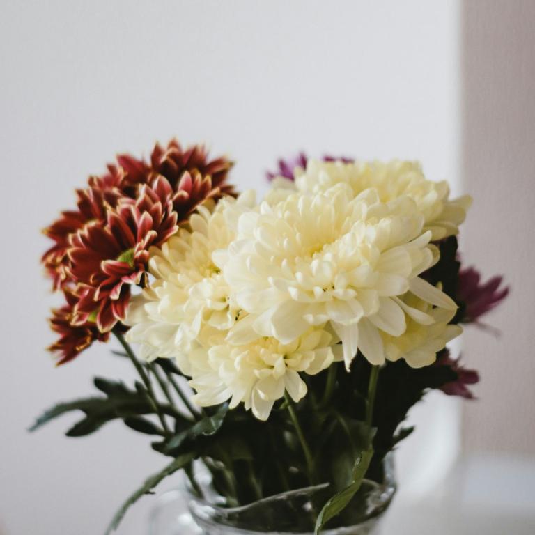 Το φυτό που γεμίζει χρώμα το φθινόπωρο και αντέχει στο κρύο -Mε άνθη που μοιάζουν με πομ-πομ