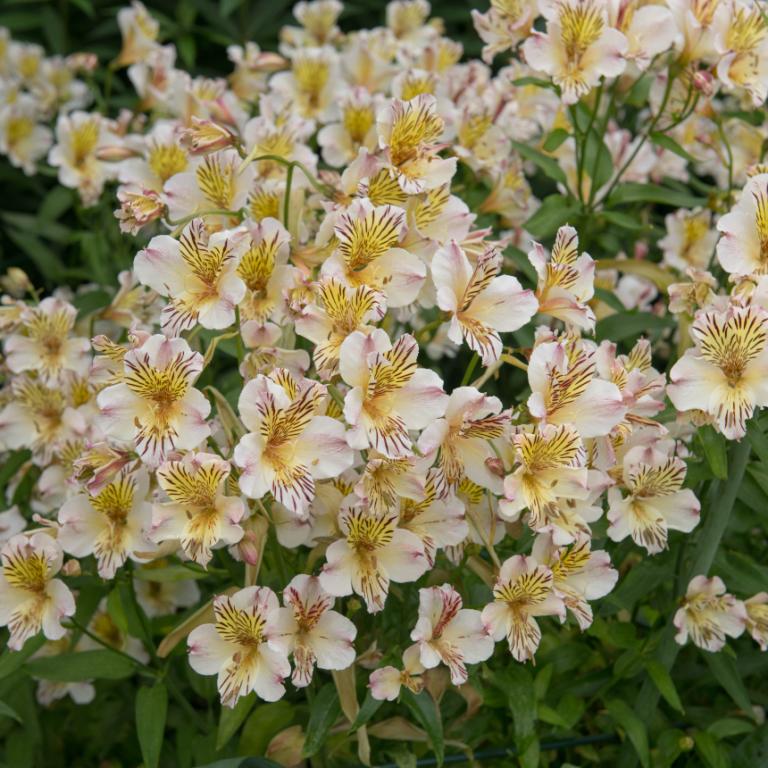 Ανθισμένα λουλούδια