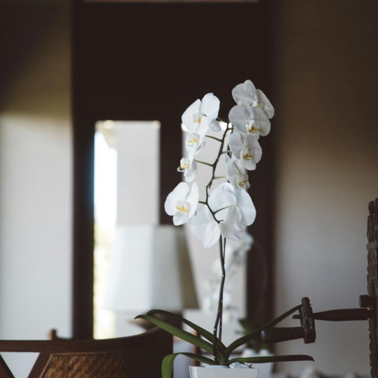 Ποιο καρύκευμα βοηθά την ορχιδέα