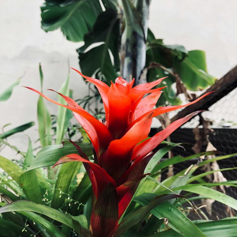 Bromeliads/Φωτογραφία Unsplash 