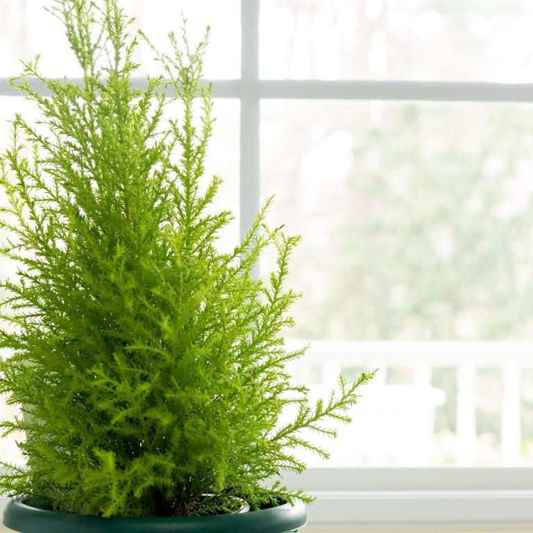 Cupressus macrocarpa/Φωτογραφία Shutterstock 