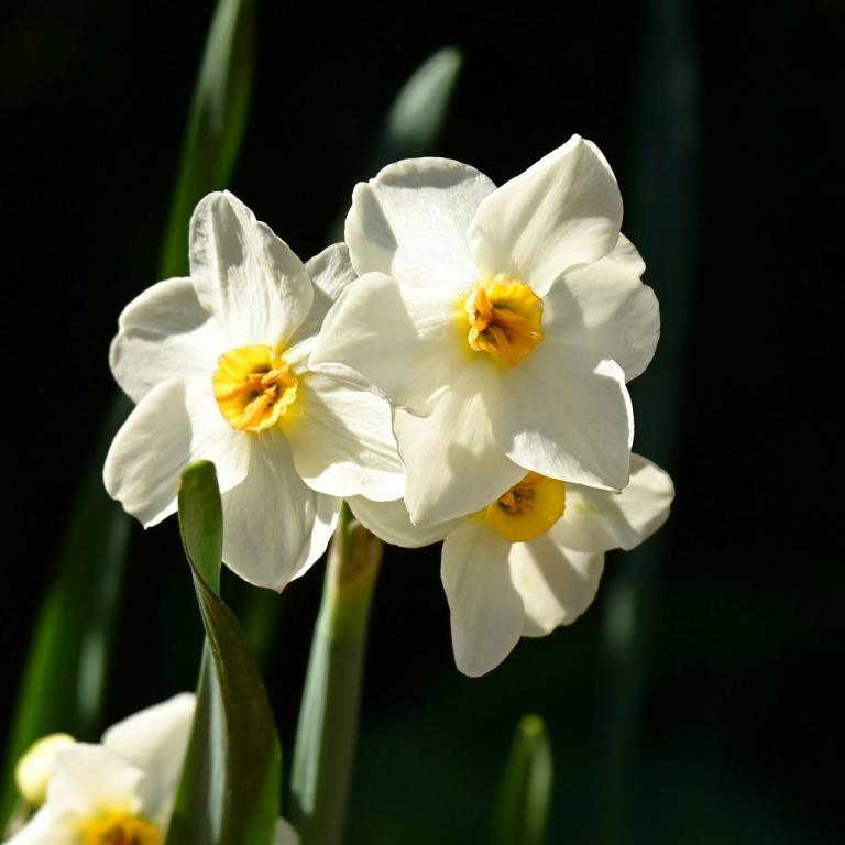 Narcissus/Φωτογραφία Unsplash 