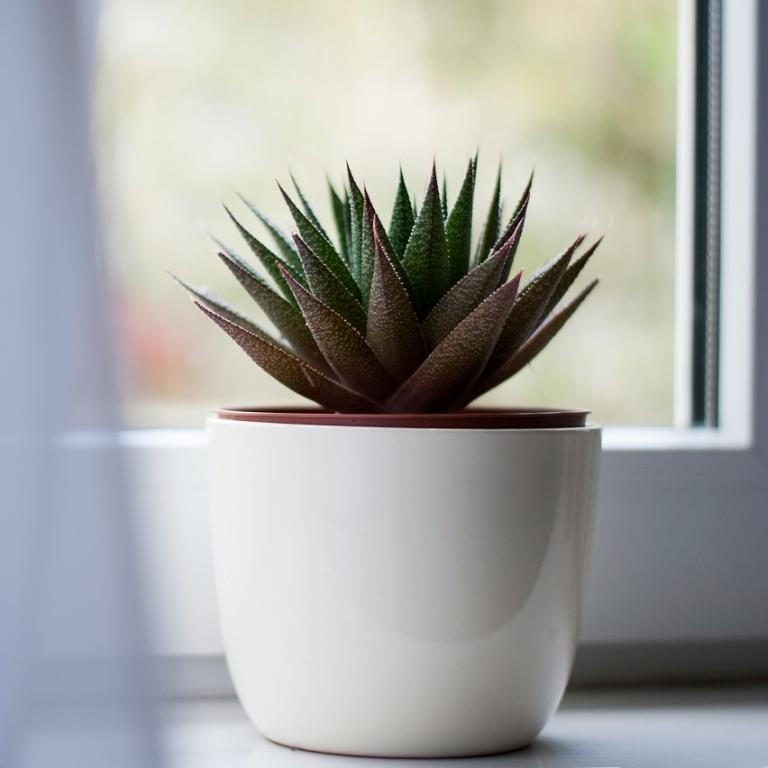 Αλόη βέρα/Φωτογραφία Unsplash 