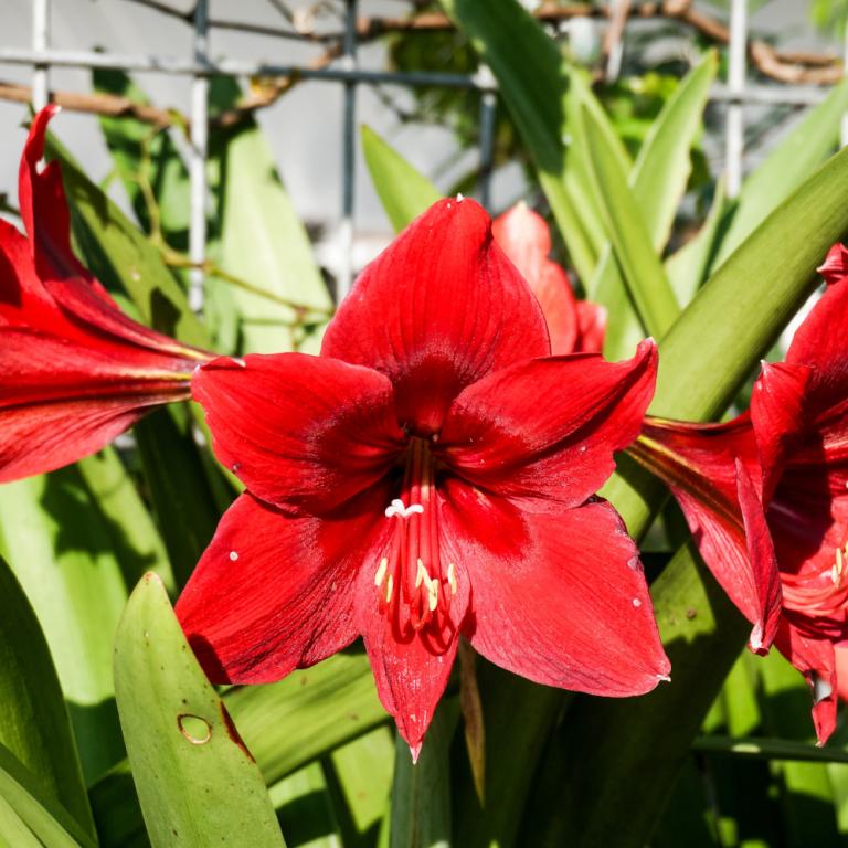Αυτό το φυτό εσωτερικού χώρου θα ανθίσει ακριβώς τα Χριστούγεννα -Αρκεί να το φυτέψετε χωρίς καθυστέρηση