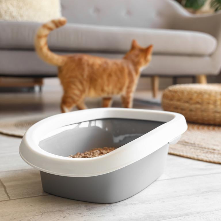 Άμμος για την γάτα