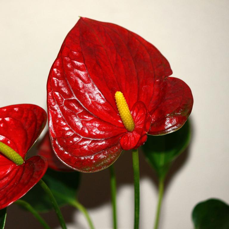 Το φυτό του χειμώνα με τα κατακόκκινα άνθη σε σχήμα καρδιάς -Ιδανικό για τη χριστουγεννιάτικη διακόσμηση