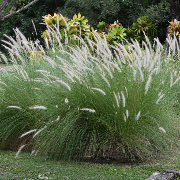 Το φυτό που γεμίζει χρώμα τον χειμωνιάτικο κήπο