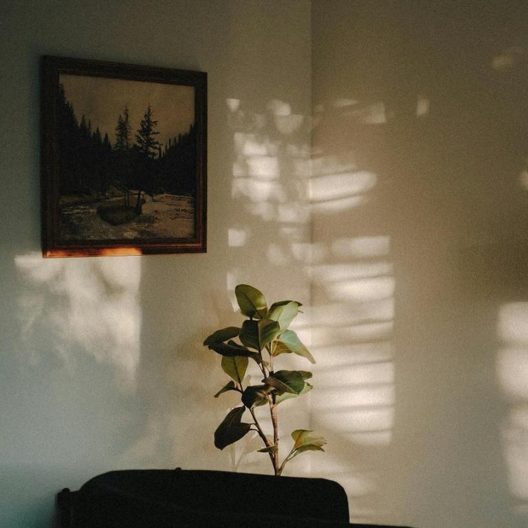 Ποια φυτά διώχνουν την υγρασία από τους τοίχους 