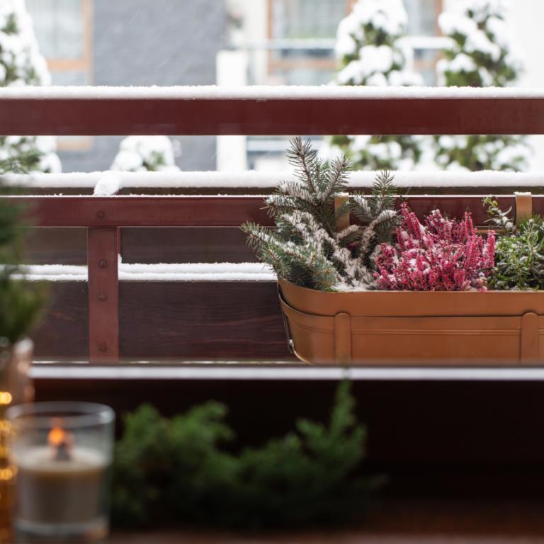 Φυτό ανθεκτικό στις χαμηλές θερμοκρασίες 