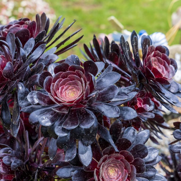 Black Tree Aeonium/Φωτογραφία Shutterstock 